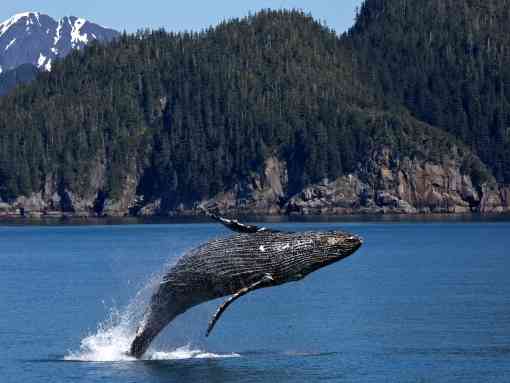 Humpback Whale Kenai Fjords National Park