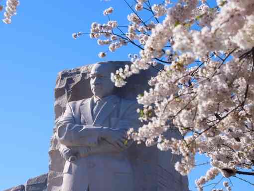 Martin Luther King Jr Memorial with Cherry Blossoms in Washington DC