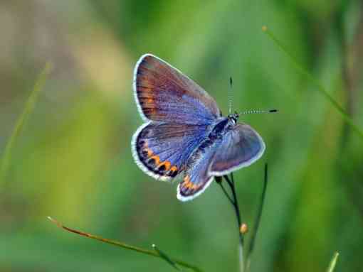 Karner blue butterfly on greenery