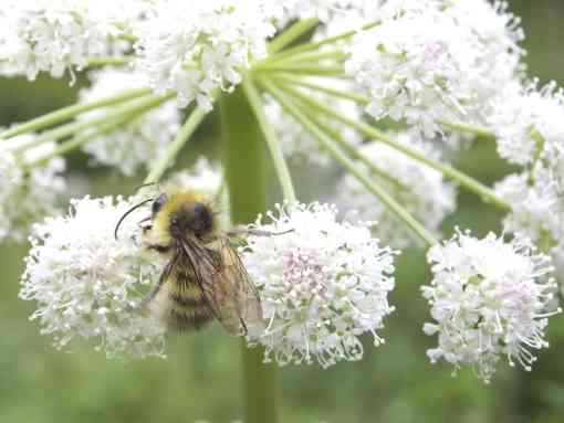 Sitka Bumble Bee
