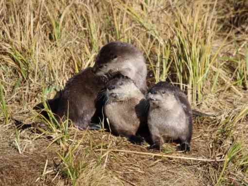 River otter family on bank
