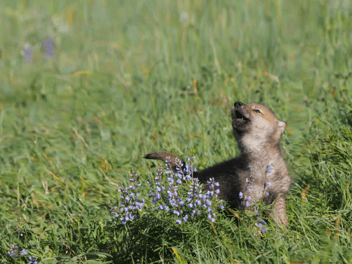  Wolf Pup Howling