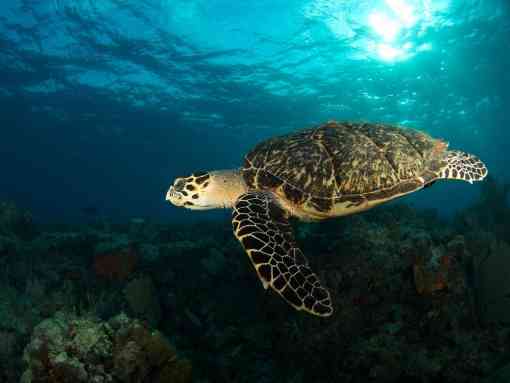 Green sea turtle, Florida Keys
