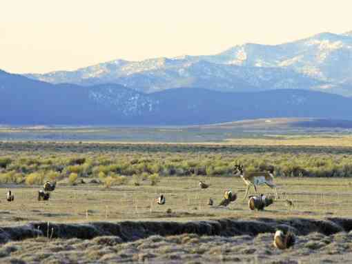 Sage grouse in Nevada 