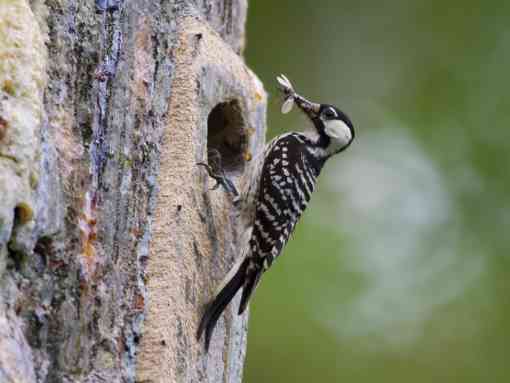Red-cockaded Woodpecker feasts on a bug
