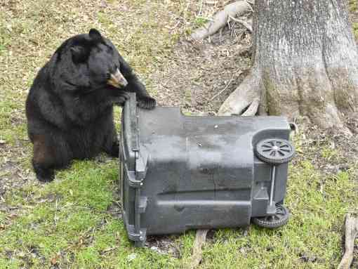 Black Bear vs garbage can