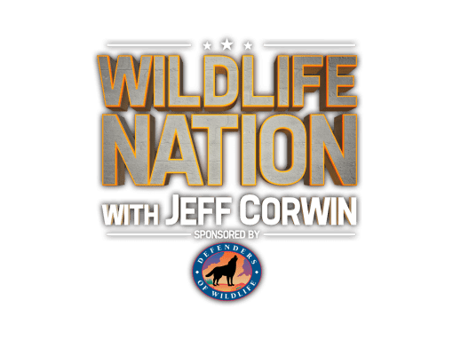 Wildlife Nation Logo