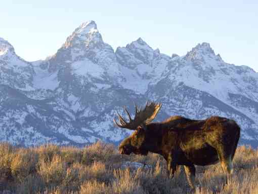 Moose and mountain, Grand Teton National Park, Wyoming