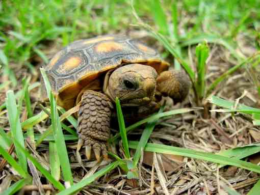 Juvenile gopher tortoise, Alabama