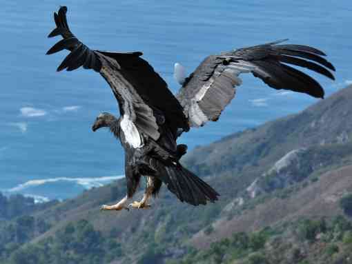 California Condor Flying Feet First, Big Sur, California