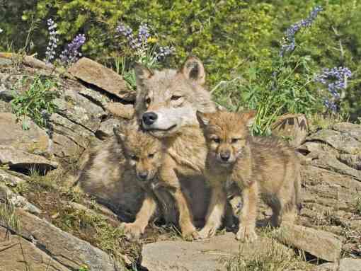 Gray Wolf Mother and Cubs - Montana
