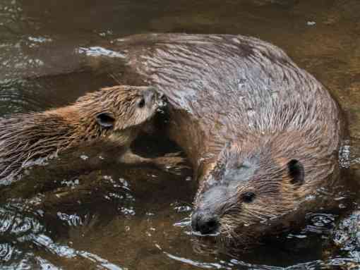 MS Beaver and Baby Swimming