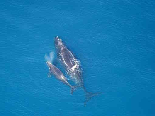 North Atlantic Right Whale and Calf