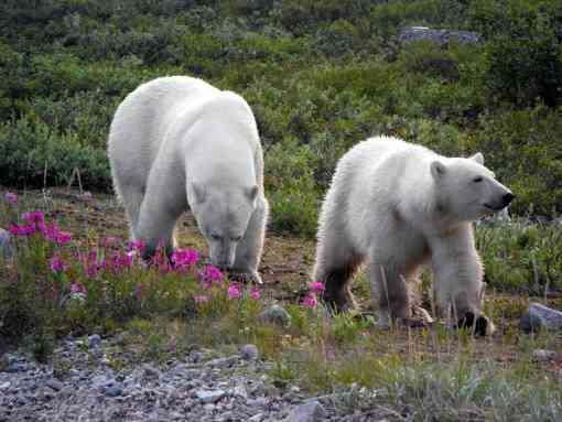 Polar Bears and Wildflowers