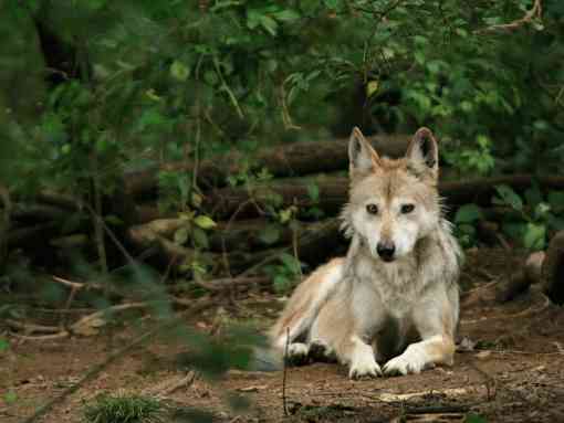 Mexican Gray Wolf Stare