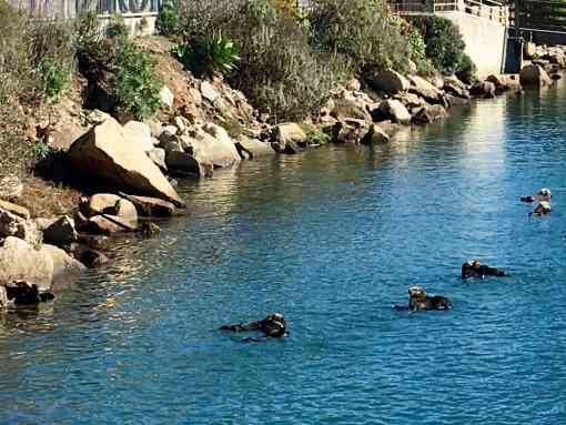 Sea otters in Morro Bay