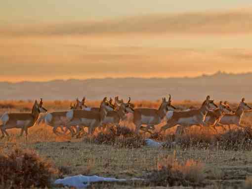 Pronghorn Herd - Cody - Wyoming