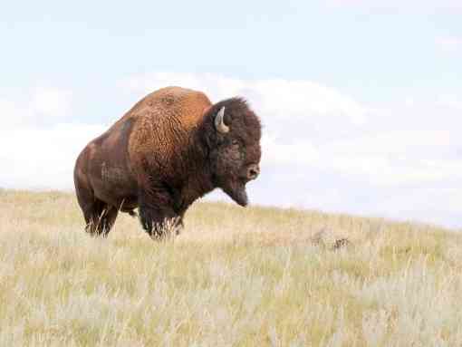 Fort Peck Bison Release - Bull on hill - MS landscape 