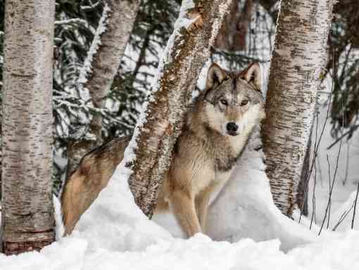 Gray Wolf in a Snowy Forest - Montana 