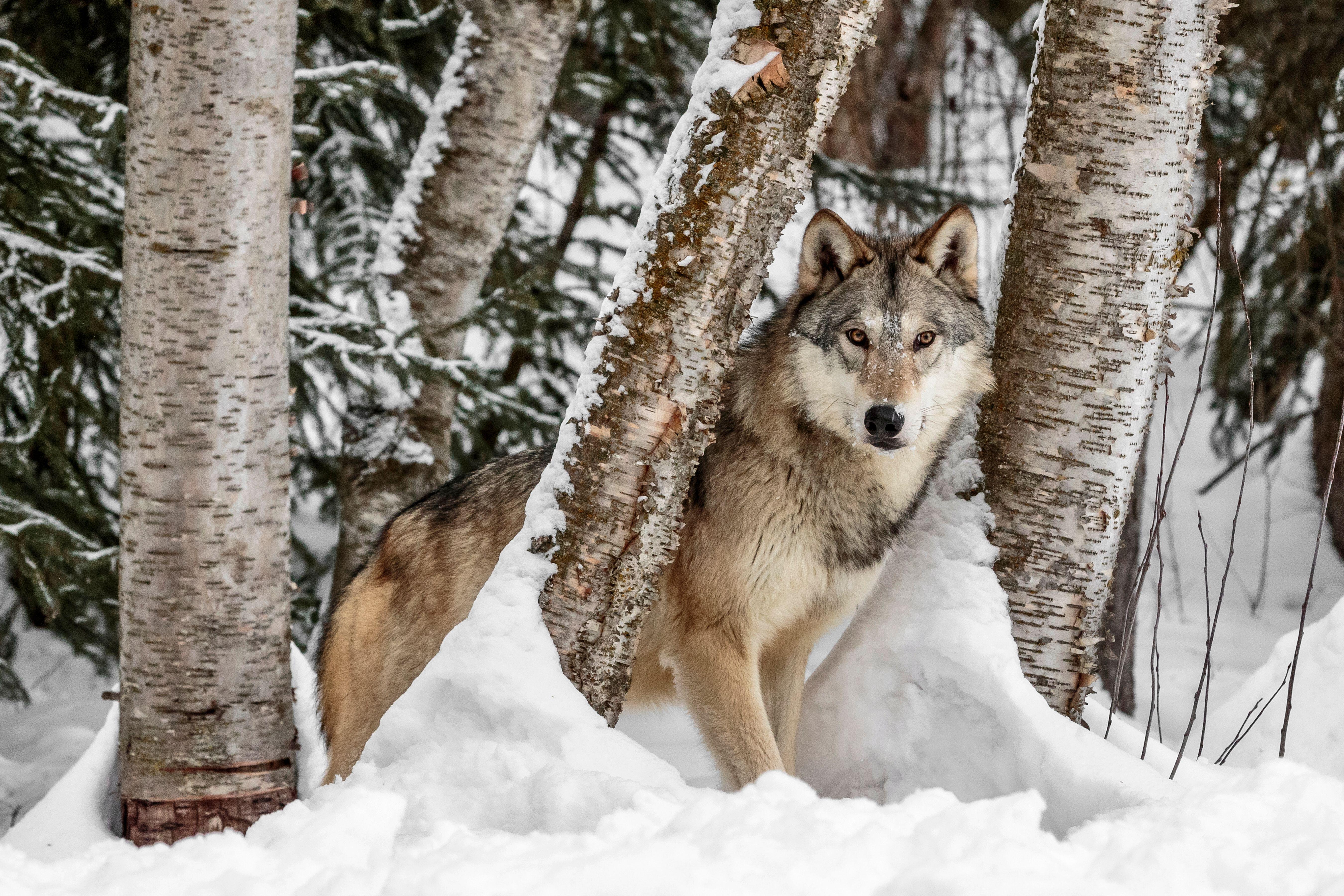 Gray Wolf in a Snowy Forest - Montana