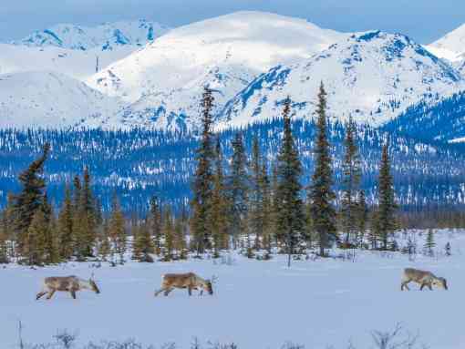 Porcupine Caribou - Arctic Refuge - Expedition - Alaska
