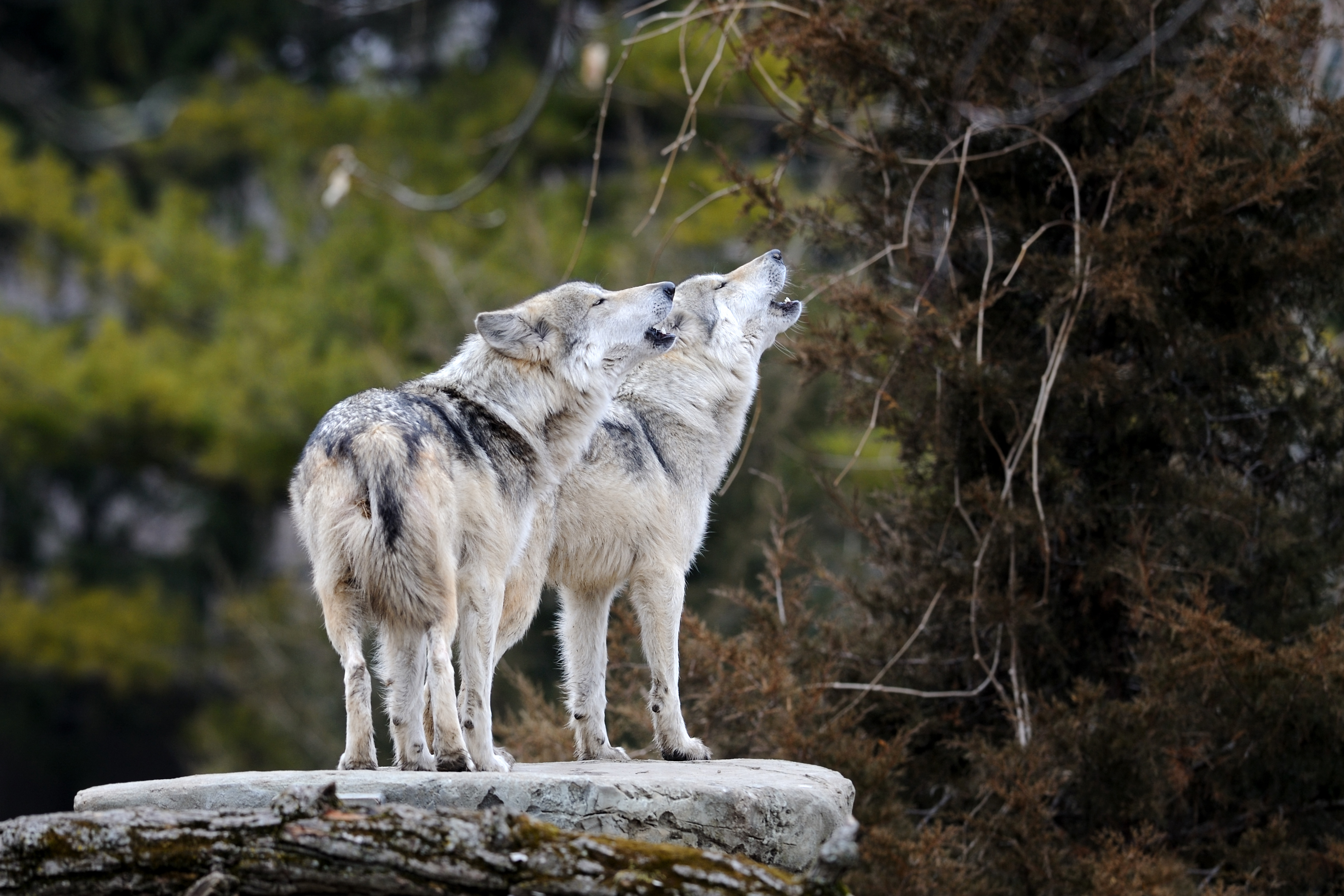 Mexican gray wolf 