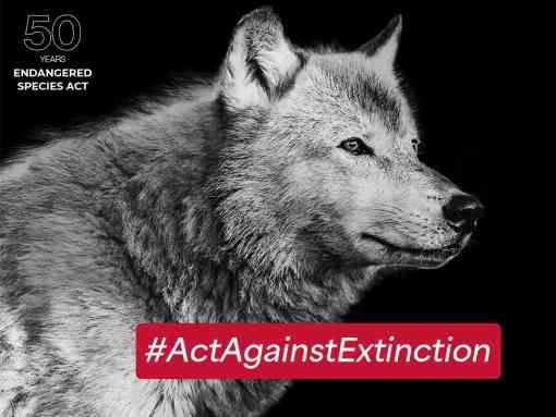 A gray wolf against a dark background with the words Act Against Extinction and 50 Years of the ESA