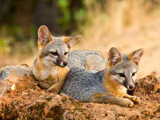 Resting Gray Foxes