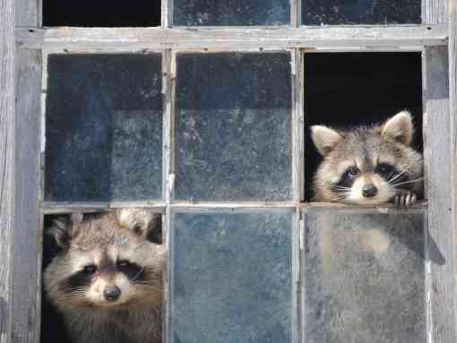Raccoons Peeking Through Broken Window