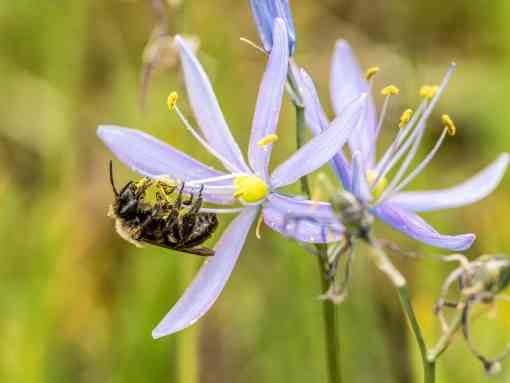 2018.05.11 - Franklin's Bumblebee on Wildflower - Washington - Janet Horton
