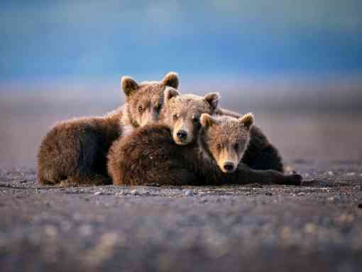 Brown Bears Cuddling
