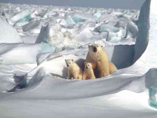 Mom and Cubs - Steven Amstrup USGS.jpg
