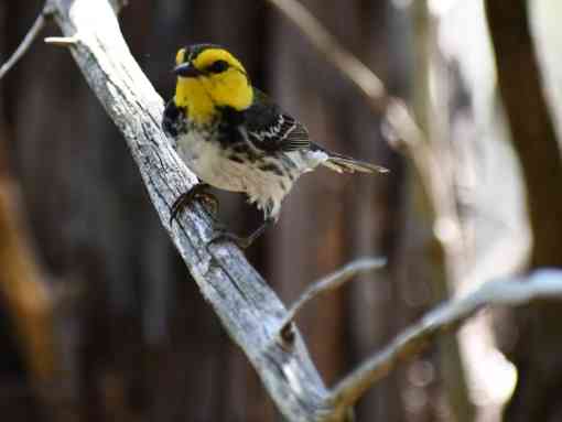 Golden-Cheeked Warbler sitting on a tree branch in Texas, USA.