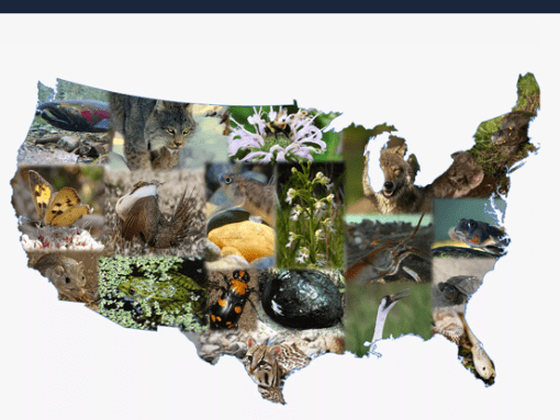 Biodiversity in Crisis report cover