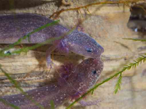 2016.05.11 - Barton Springs Salamanders - Texas - Ryan Hagerty USFWS