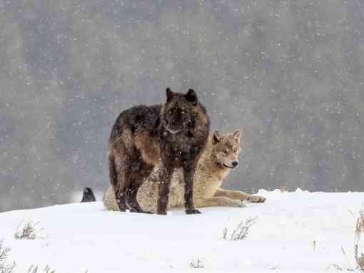 Wolves in the Snow - Yellowstone National Park 