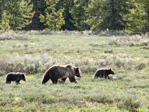 2018.05.13 - Grizzly Bear Mother and Cubs - Grand Teton National Park - Wyoming - NPS-Adams