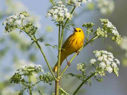 2012.08.29 - Singing Yellow Warbler - Wyoming - Diana LeVasseur