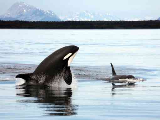Two orcas swimming in a body of water. The orca on the left is jumping out of the water and the one on the right is breaching, just poking its dorsal fin and tops of head out. There are faint mountains in the background.