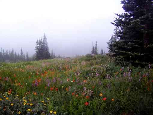  Wildflowers on hillside in high country - Olympic National Park - Washington