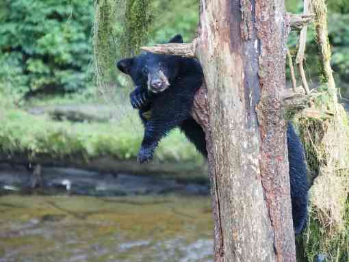 Black bear cub hanging in tree - Tongass National Forest, Alaska