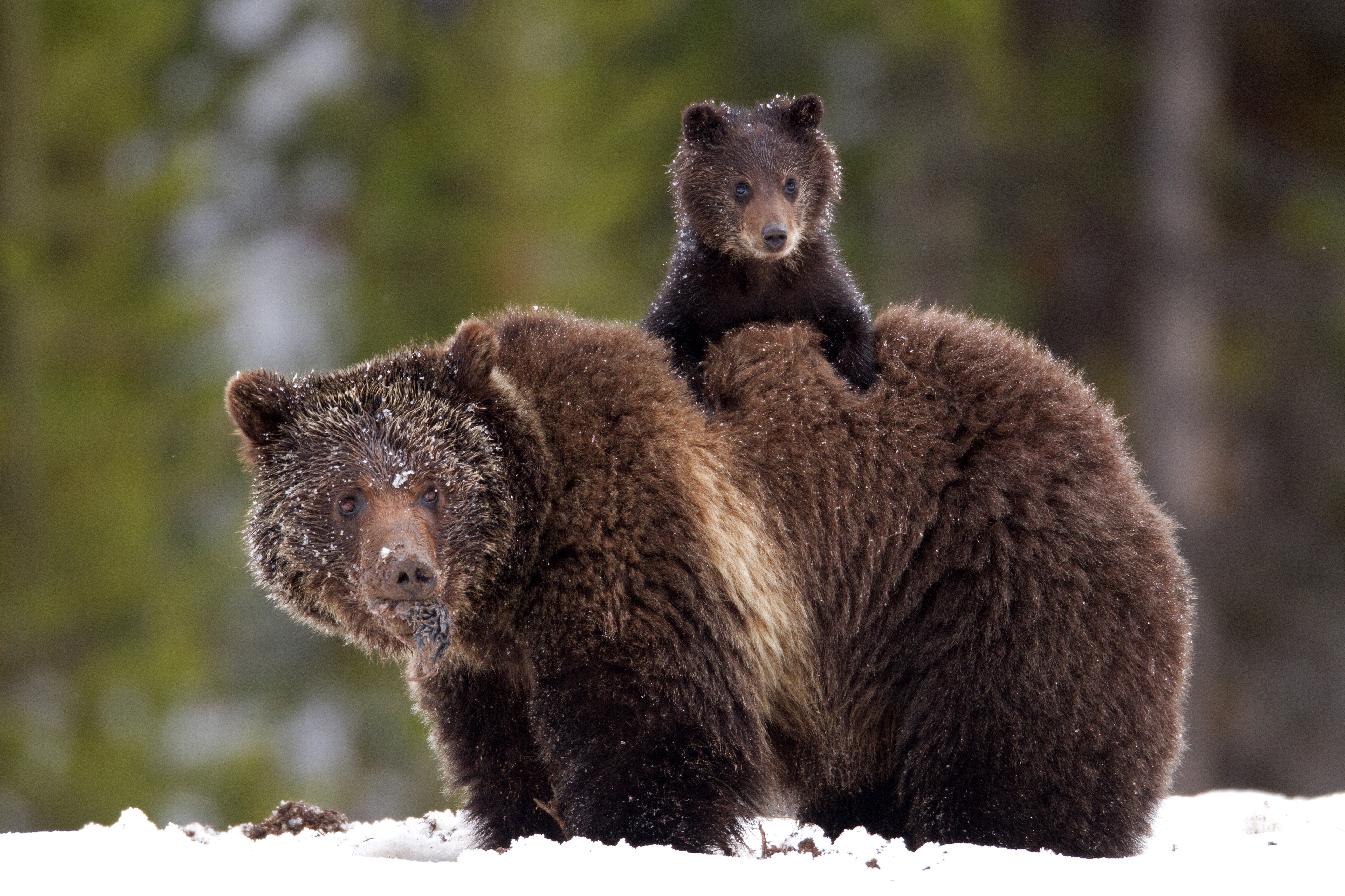 Grizzly Bear  Defenders of Wildlife