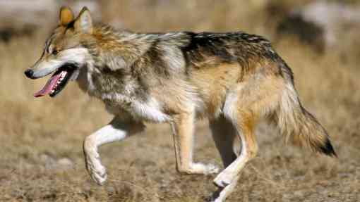 Mexican gray wolf 