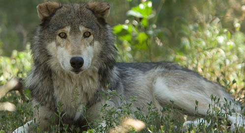 Download Wolf Reality Check | Defenders of Wildlife