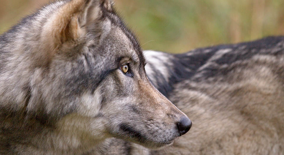 Victory for Wolves in Wyoming  Defenders of Wildlife