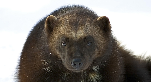 Basic Facts About Wolverines | Defenders of Wildlife