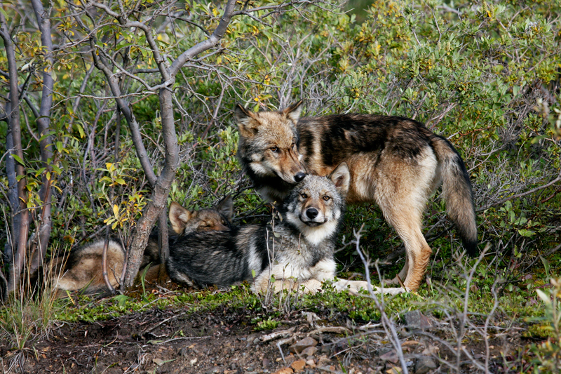 Wolves of Denali, © Judge Chuck Edelstein