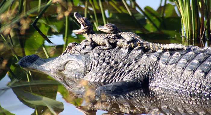 Wildlife Moms | Defenders of Wildlife