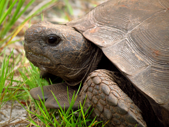 5 Fun Facts about Gopher Tortoises | Defenders of Wildlife