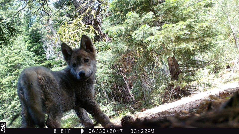 Big Wolf News In The Golden State Defenders Of Wildlife